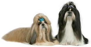 Royal Canin Shih Tzu Adult Ши-тцу взрослый Royal Canin Shih Tzu Adult (Ши-тцу взрослый)